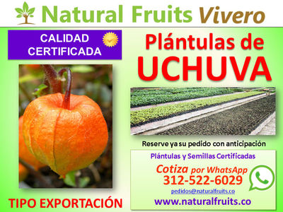 Plántulas de uchuva semilla y plantas en vivero para exportación
