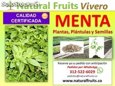 Plántulas, Plantas y Semillas de Menta