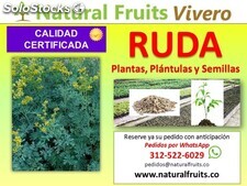 Plántulas, Plantas y Semillas de Ruda, Mayorista para Bogotá y Cundinamarca