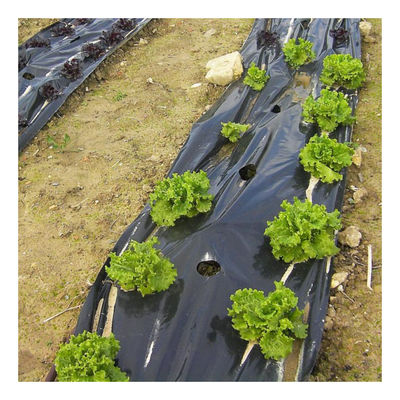 Plástico agrícola negro 400 galgas - rollo 4 x 125 m (500 m2) - Foto 3