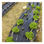 Plástico agrícola negro 400 galgas - rollo 4 x 125 m (500 m2) - Foto 3