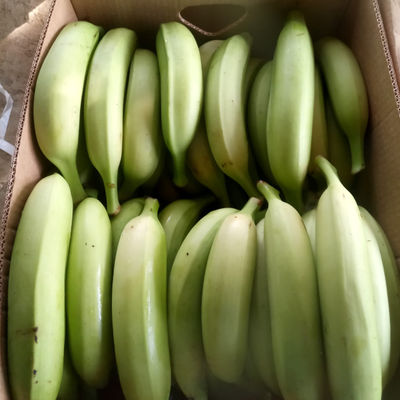 Plátano harton - Foto 3