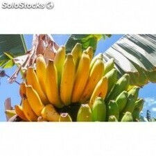 Plátanos de canarias - Foto 2