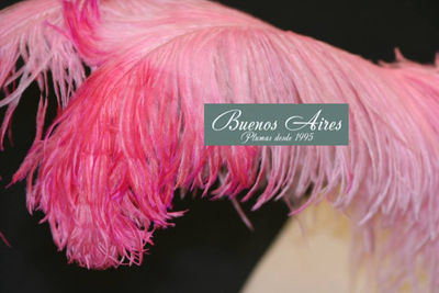 plumas amazonas - Foto 2