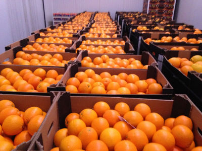 pomarancze mandarynki cytryny hiszpania i inne owoce