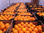 pomarancze mandarynki cytryny hiszpania i inne owoce - 1