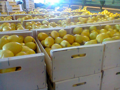 pomarancze mandarynki cytryny hiszpania i inne owoce - Zdjęcie 2
