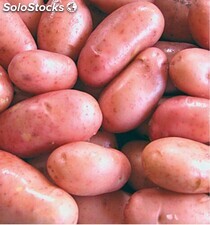 Pommes de terre rouges et blanches
