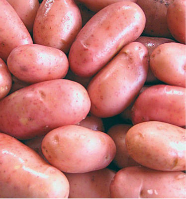 Pommes de terre rouges et blanches