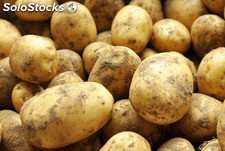 Pommes de terre variété Bintje