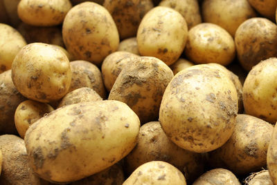 Pommes de terre variété Bintje