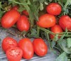 semilla tomate