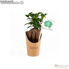 Pot en carton avec Ficus ginseng ou Olivier