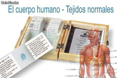 Preparaciones 10- el cuerpo humano, tejidos normales i