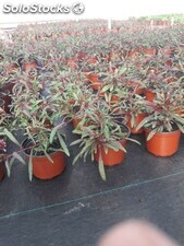 Production de plantes ornementales au maroc