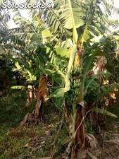 Productores de bananas