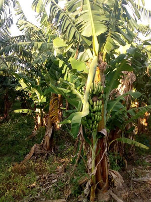 Productores de bananas