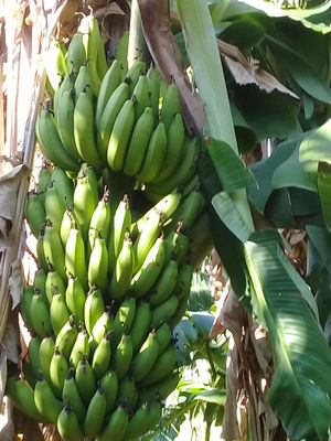 Productores de bananas - Foto 2
