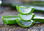 Protector y reparador labial de Aloe vera, miel y própoleo ecológico y vegano - Foto 3