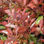 Prunus lauro ceraso Photinia red Robin e Lauro Nobilis (Alloro) - 1
