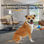 Pulisci Zampe per Cani con Guanto Pulitore - Foto 2