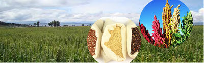 Quinoa ,chia,amaranth bio y convencional de origen los andes peru - Foto 3