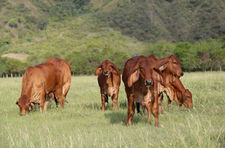 Ranch Product (livestocks)