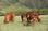 Ranch Product (livestocks) - 1