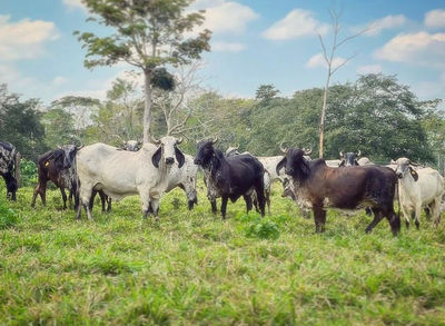 Ranch Product (livestocks) - Foto 2