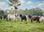 Ranch Product (livestocks) - Foto 2