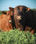 Ranch Product (livestocks) - Foto 3