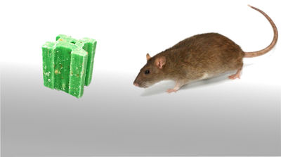 Raticide bloc efficace contre les rats et souris 20g /30g