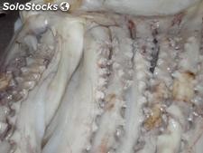 rejos (tentaculos) de calamar pota congelado