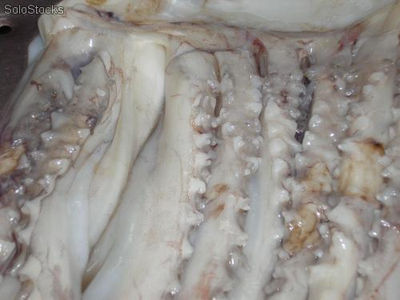 rejos (tentaculos) de calamar pota congelado