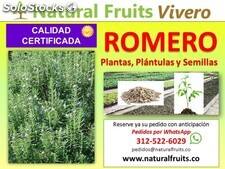 Romero Plántulas, Plantas y Semillas