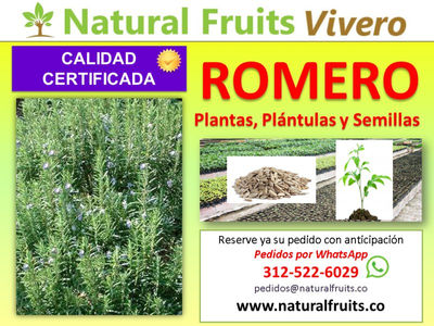 Romero Plántulas, Plantas y Semillas