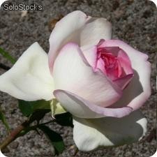 Rosa Biedermeier Garden ® Pianta in vaso 20/26.
