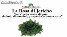 Rosa di Jericho Ingrosso Stock