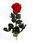 Rosa eterna - Rosa natural preservada - Color: Rojo… - Foto 2