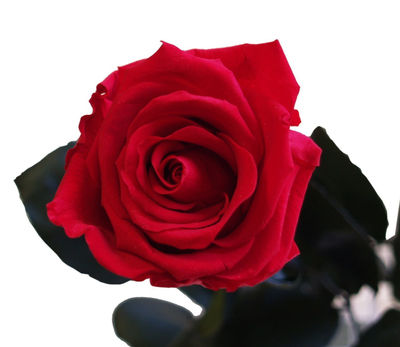 Rosa eterna - Rosa natural preservada - Color: Rojo… - Foto 3
