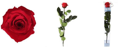 Rosa eterna - Rosa natural preservada - Color: Rojo… - Foto 4