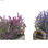 Roślina Dekoracyjna DKD Home Decor 30 x 12 x 21 cm Drewno Liliowy Polietylen Fuk - 2