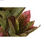 Roślina Dekoracyjna DKD Home Decor Brązowy Polietylen Kolor Zielony 50 x 50 x 14 - 2