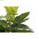 Roślina Dekoracyjna DKD Home Decor PVC polipropylen 25 x 25 x 30 cm - 2
