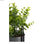 Roślina Dekoracyjna Szary Eukaliptus Ze wsparciem Metal Plastikowy (13 x 40 x 13 - 2