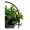 Roślina Dekoracyjna Szary Ze wsparciem Metal Plastikowy (14 x 30 x 14 cm) - 2