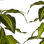 Roślina Dekoracyjna Szerokie liście Kolor Zielony Plastikowy (70 x 120 x 70 cm) - 2