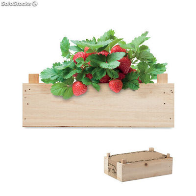 Saat-Set Erdbeere holzfarbend MIMO6506-40