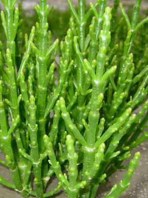 Salicornia Fresca lista para entregar