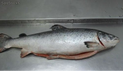Salmon Atlantico ( salmon salar )